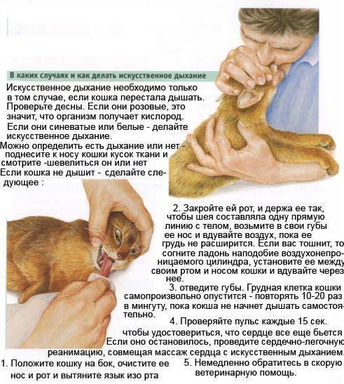 Лечение кашля кота в домашних условиях