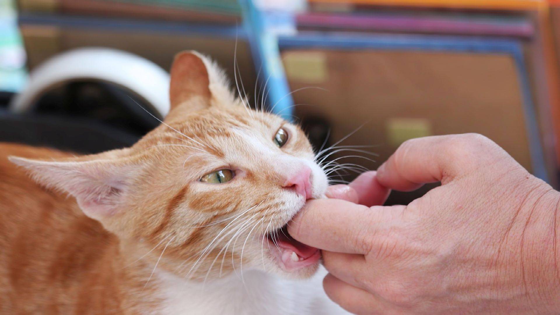 Как отучить кота кусаться: эффективные методы воздействия