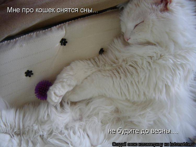 Сонник умер кот. к чему снится умер кот видеть во сне - сонник дома солнца