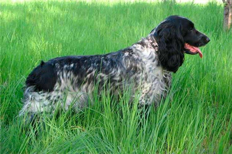 Русский охотничий спаниель: описание, фото, характер, содержание и уход за породой собак