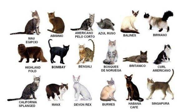 Какие есть самые агрессивные породы кошек в мире: описание, названия