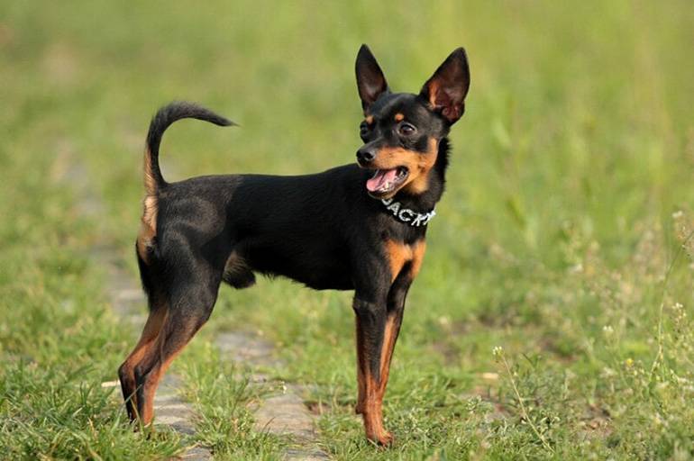 Пражский крысарик - характеристика и описание породы, тип шерсти и окрас, содержание в домашних условиях