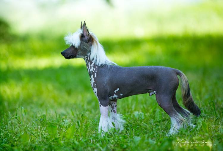 ᐉ описание породы китайская хохлатая собака - ➡ motildazoo.ru