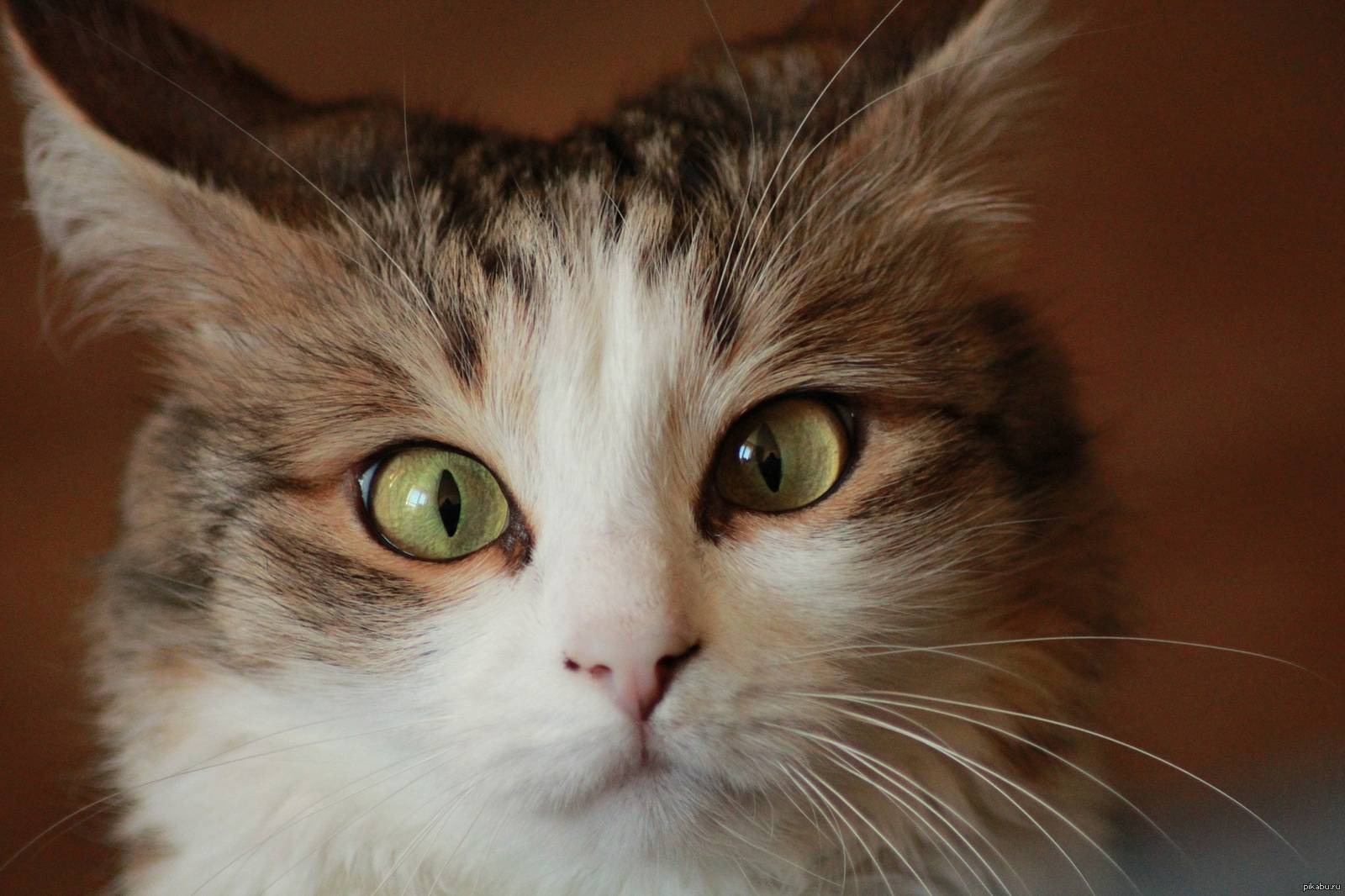 Познакомьтесь с беларусом, очаровательным косоглазым котом, который у всех крадет сердца (13 фото + 2 видео)