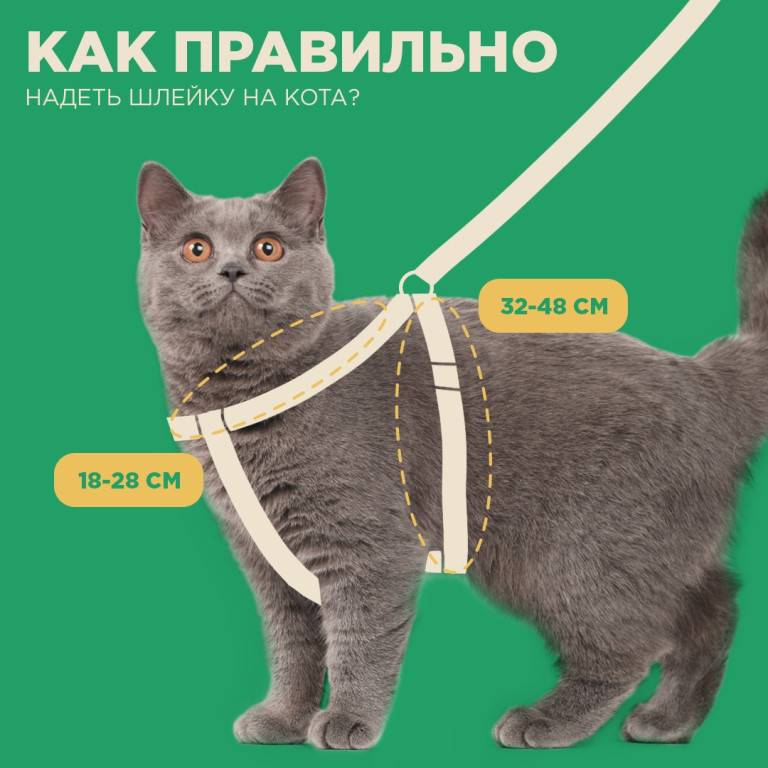 Поводок для кошек: ошейники для прогулок