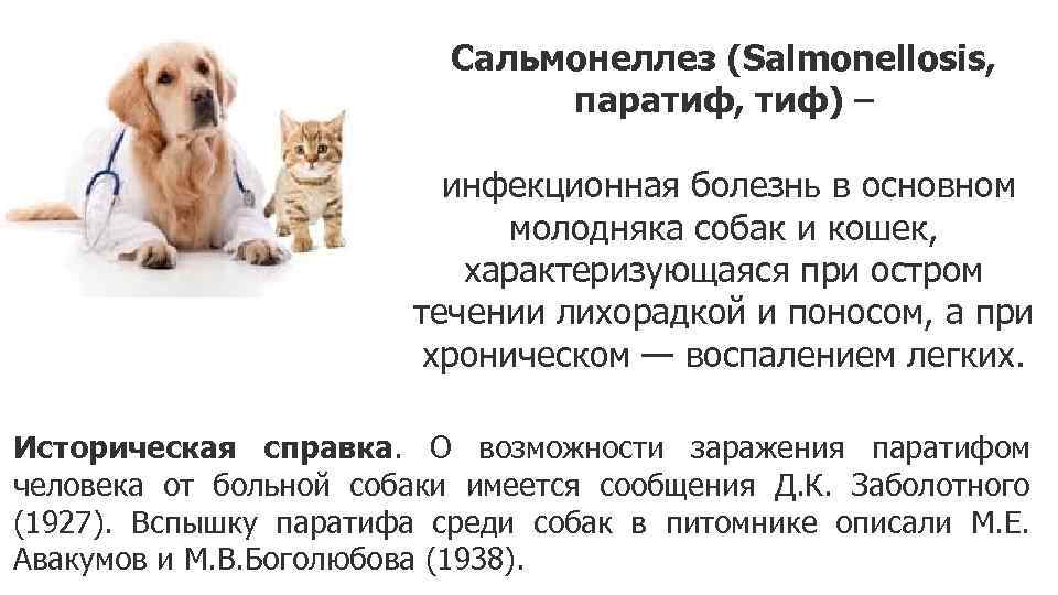 Что делать, если у кошки сальмонеллез?