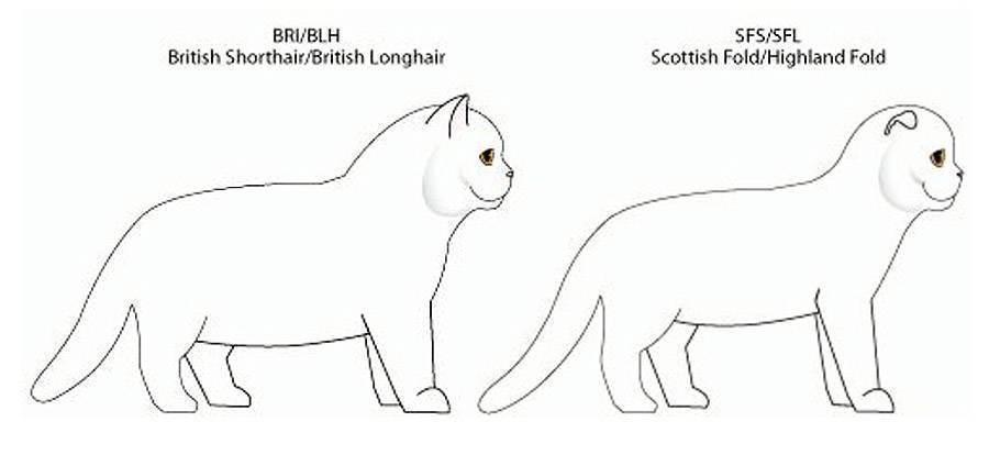Вислоухие британцы: как выбрать кошку несуществующей породы