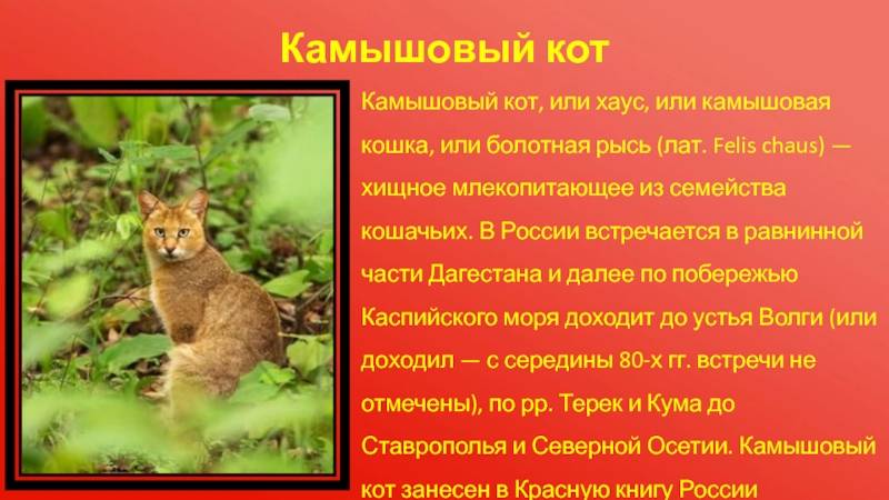 Камышовый кот: описание, характер, среда обитания и образ жизни, фото болотной кошки