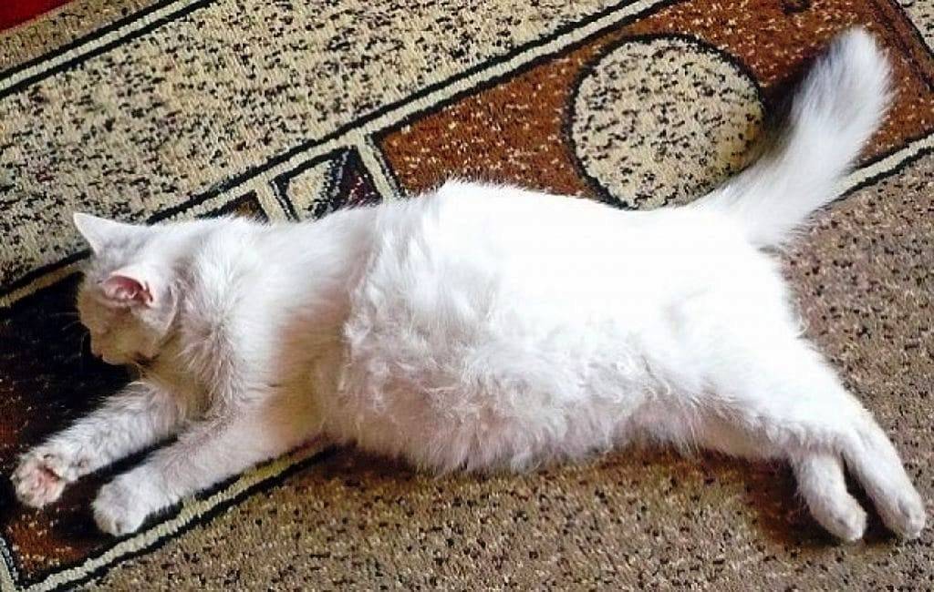 Вздутый, твердый живот у кота: что делать, возможные причины, сопутствующие симптомы, лечение и прогнозы