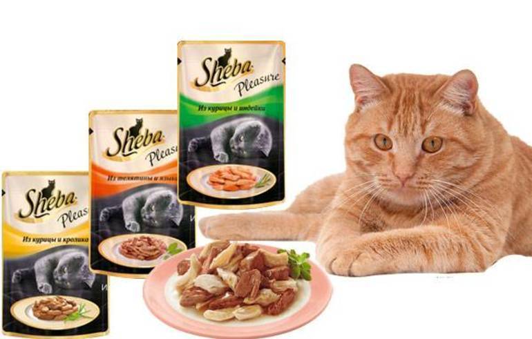 Влажные корма для кошек sheba — отзывы 	 отрицательные. нейтральные. положительные. + оставить отзыв отрицательные отзывы валентина щербакова http://xn--80avnr.xn--p1ai/%d0%bf%d1%80%d0%be%d0%b8%d0%b7%