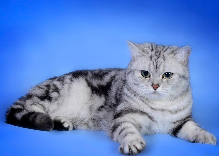 Британская кошка – красотка из рекламы «вискас»