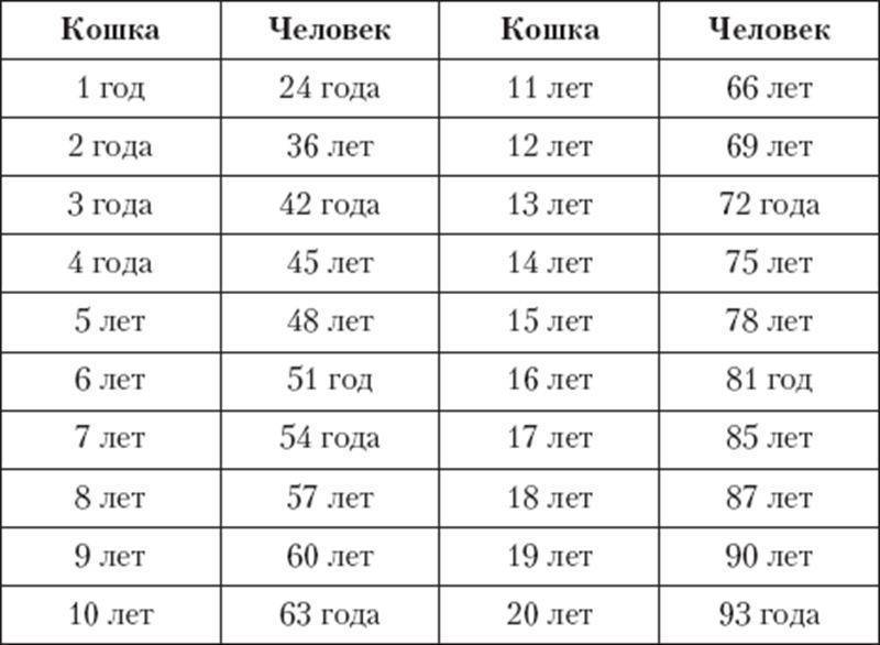 Течка у кошки — периодичность и продолжительность