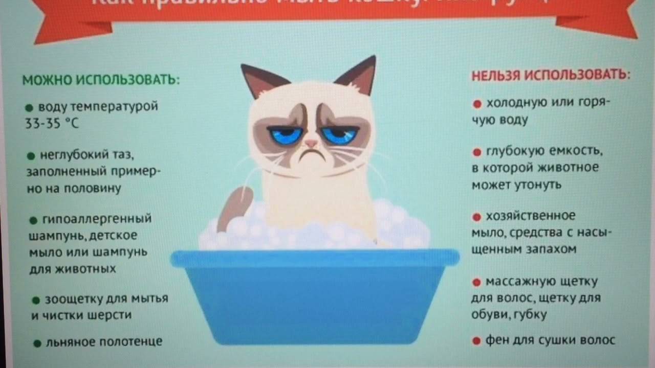 Через сколько можно мыть котов. Как правильно мыть кошку инструкция. Как помыть кота. Инструкция к кошке. Как правильно помыть кота.