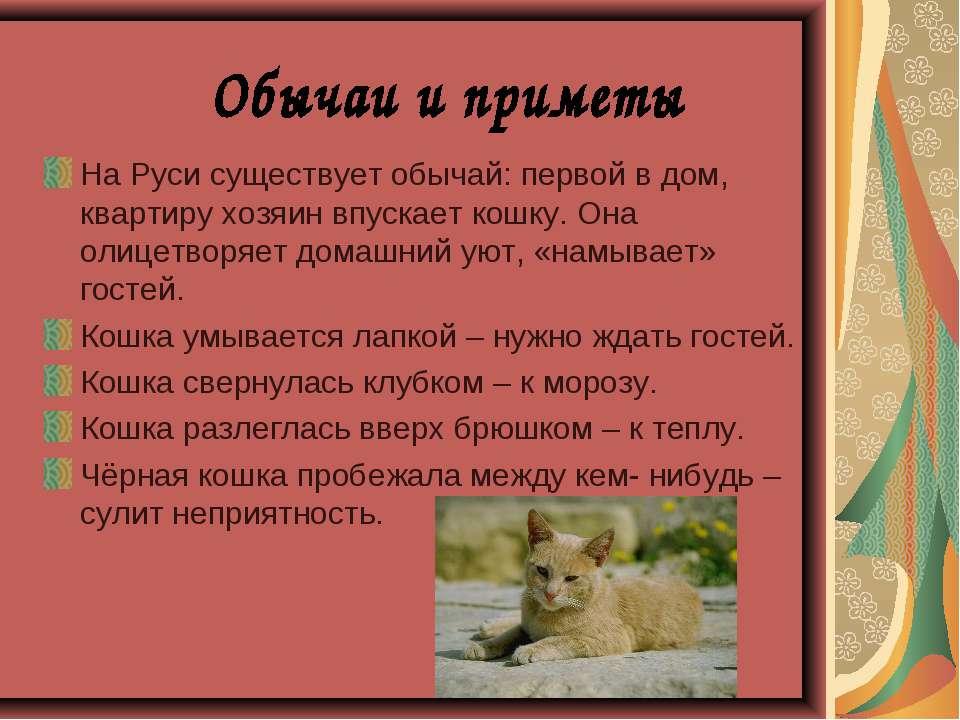 Рыжий кот в доме: приметы и поверья, что означает по суевериям