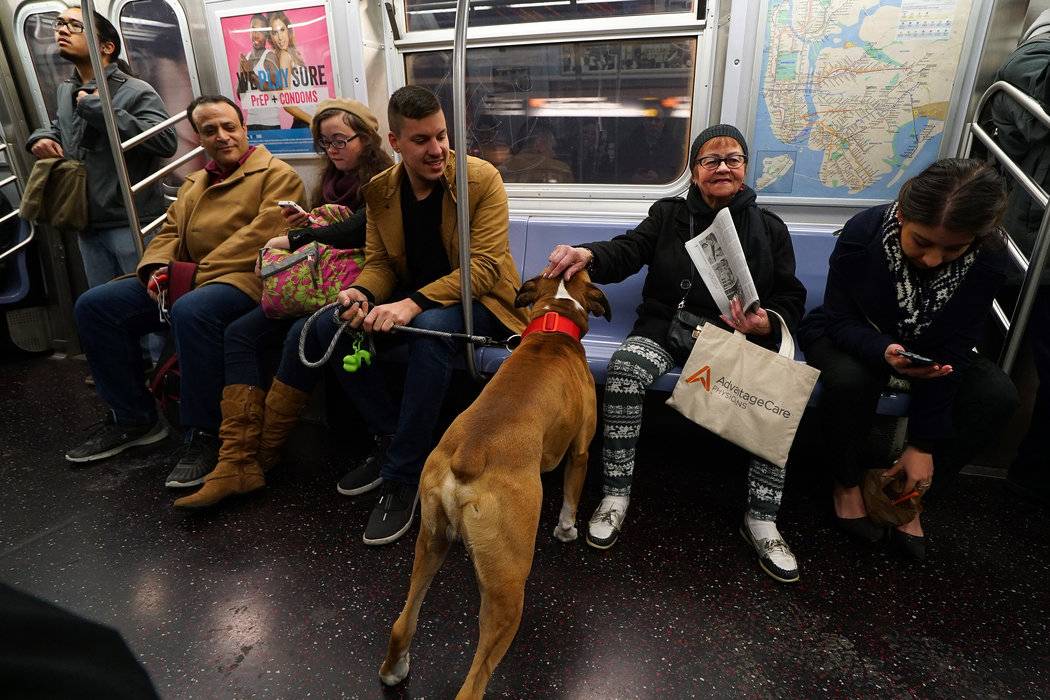 Как перевозить собаку в общественном транспорте и каким правилам придерживаться