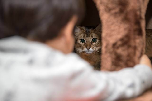 Психические потребности домашней кошки  - питомник британских кошек arletta british
