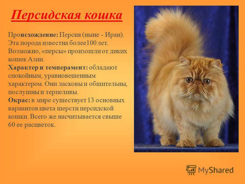 Персидская кошка - описание и характеристики породы, продолжительность жизни, питание, болезни и уход