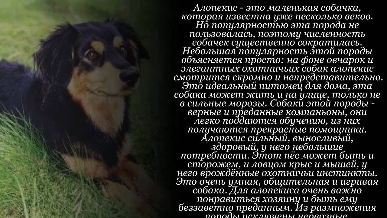 Кокапу – декоративная порода: описание внешнего вида собаки, характера и поведения, правила ухода и содержания