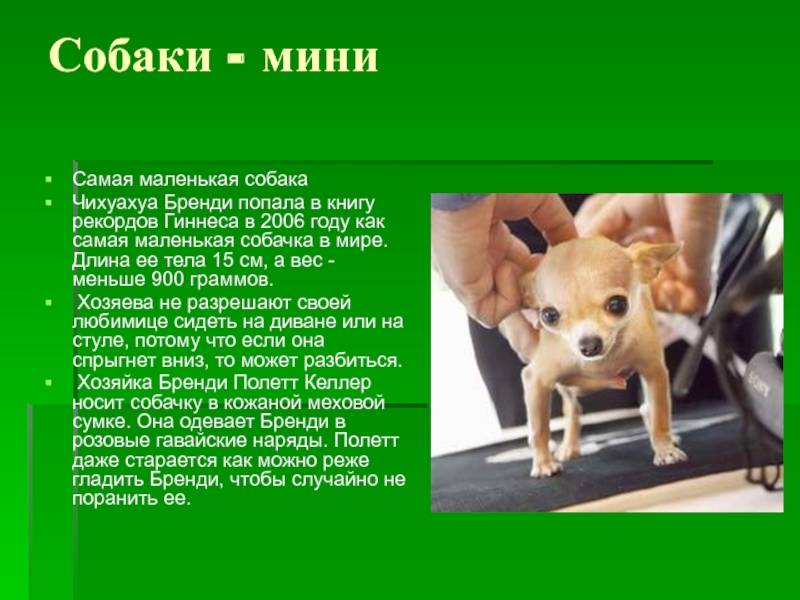 Самые проблемные породистые собаки и как с ними жить. методичка для будущих хозяев