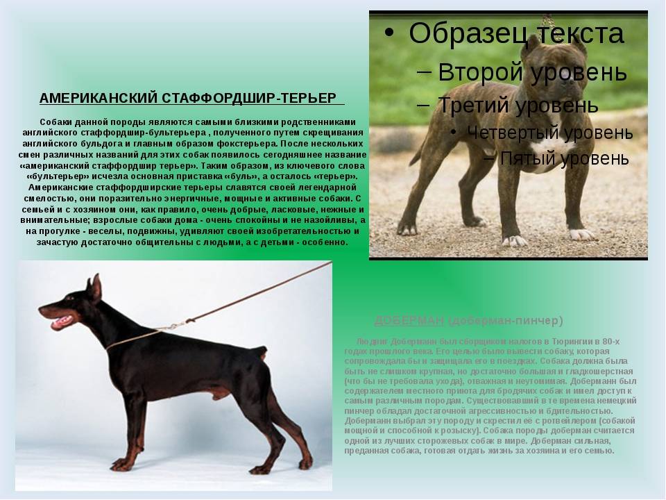 Метисы - это... собаки смешанных пород :: syl.ru