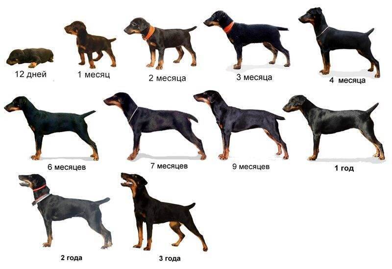 ᐉ до какого возраста растут собаки - мелких, средних и крупных пород - zoovet24.ru