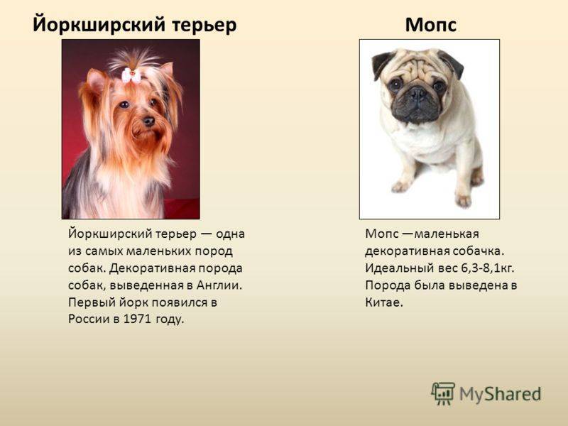 Мопсы: уход и кормление
