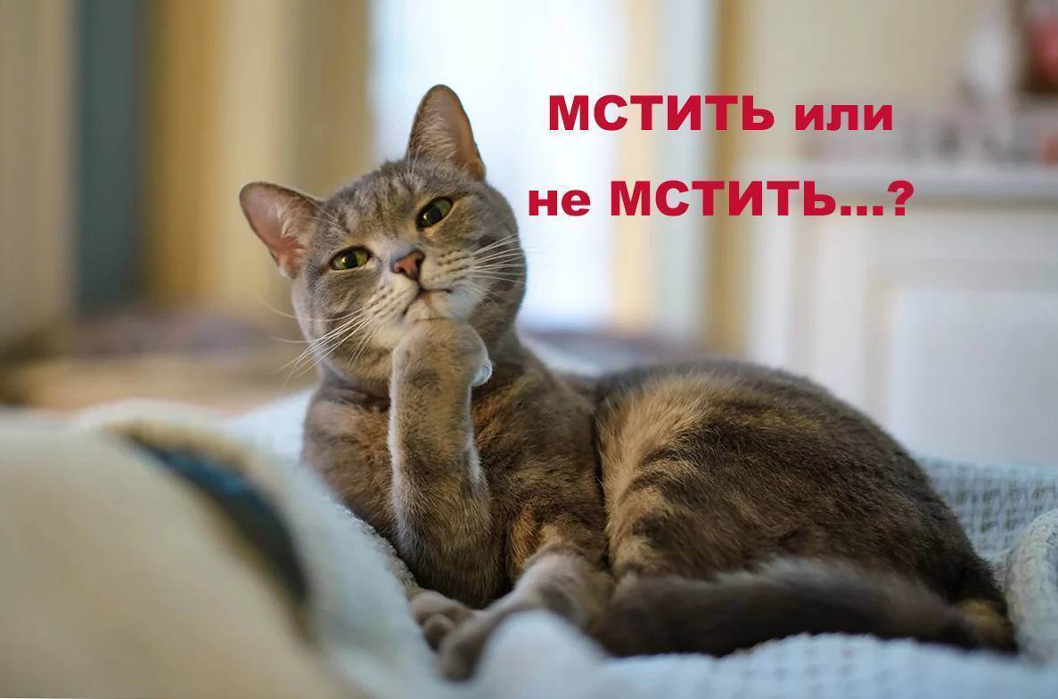 Как отучить кошку ссать на диван??? - как отучить кота ссать - запись пользователя лиля (belasik) в сообществе домашние животные в категории помогите советом - babyblog.ru
