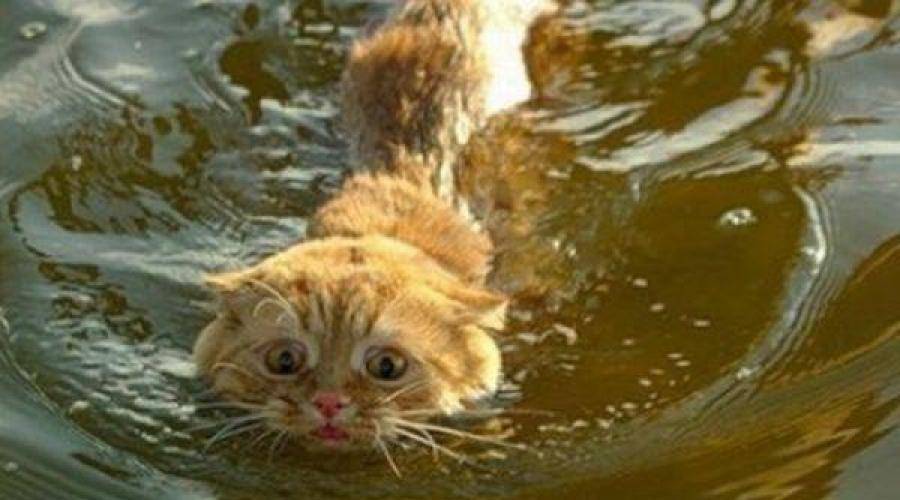 Как помыть кота, если он боится воды и царапается, что делать в домашних условиях?