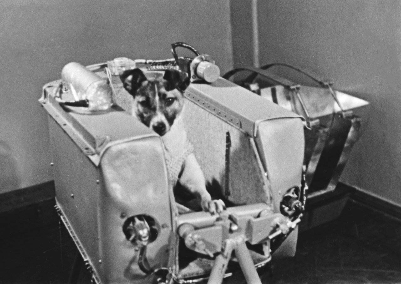 Первая собака в спутнике. Лайка 1957. Первая собака космонавт лайка. Собака лайка 1957. Лайка космонавт 1957.