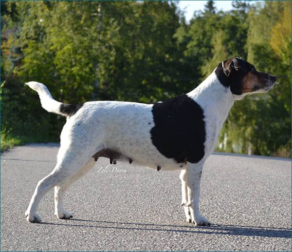 Датско-шведская фермерская собака или гардхунд