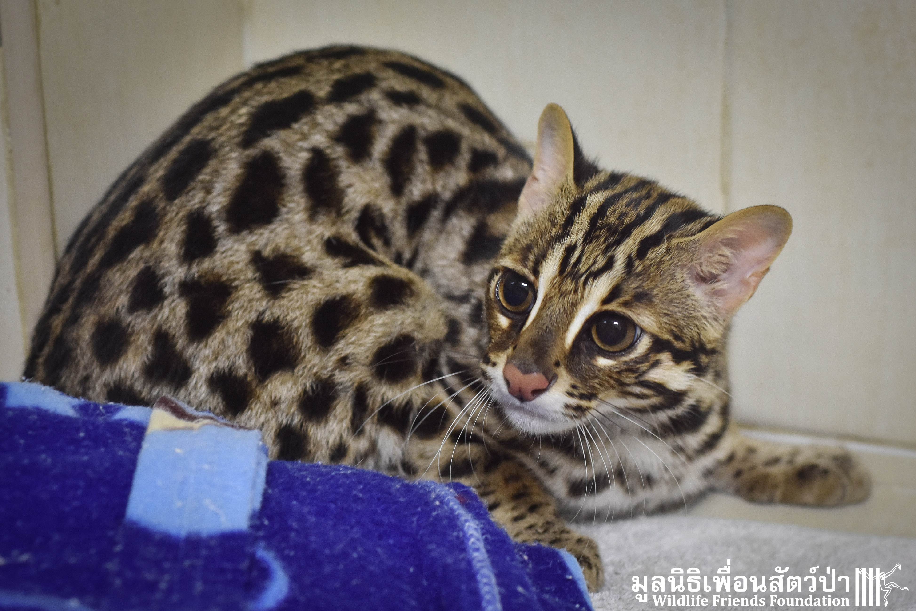 Особенности внешности азиатских леопардовых кошек