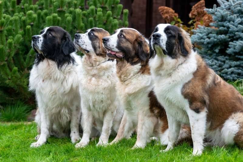 Сторожевые породы собак для частного дома фото и описание