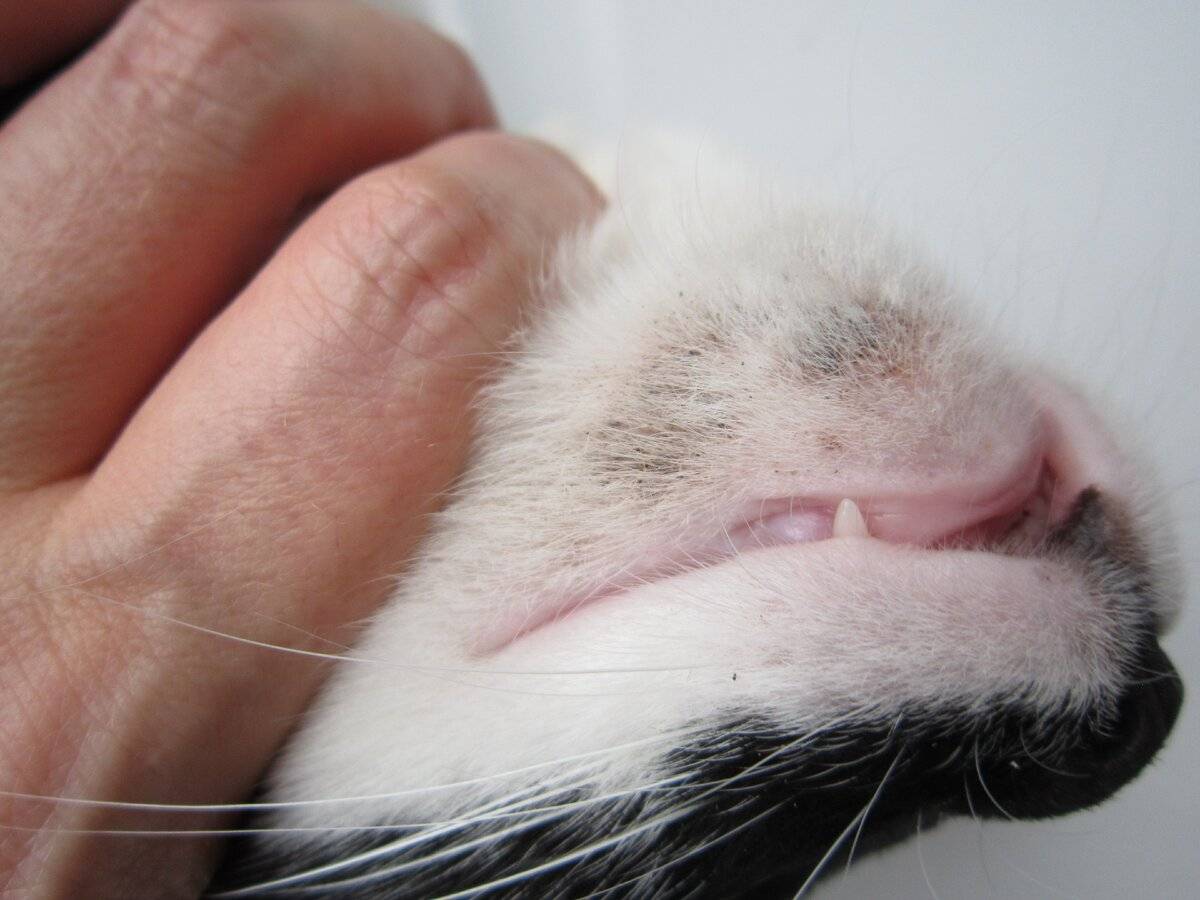 Язва на губе у кошки - причины патологии