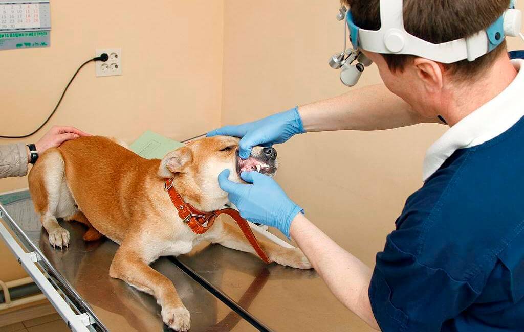 Пародонтоз у собак: чем лечить в домашних условиях, фото