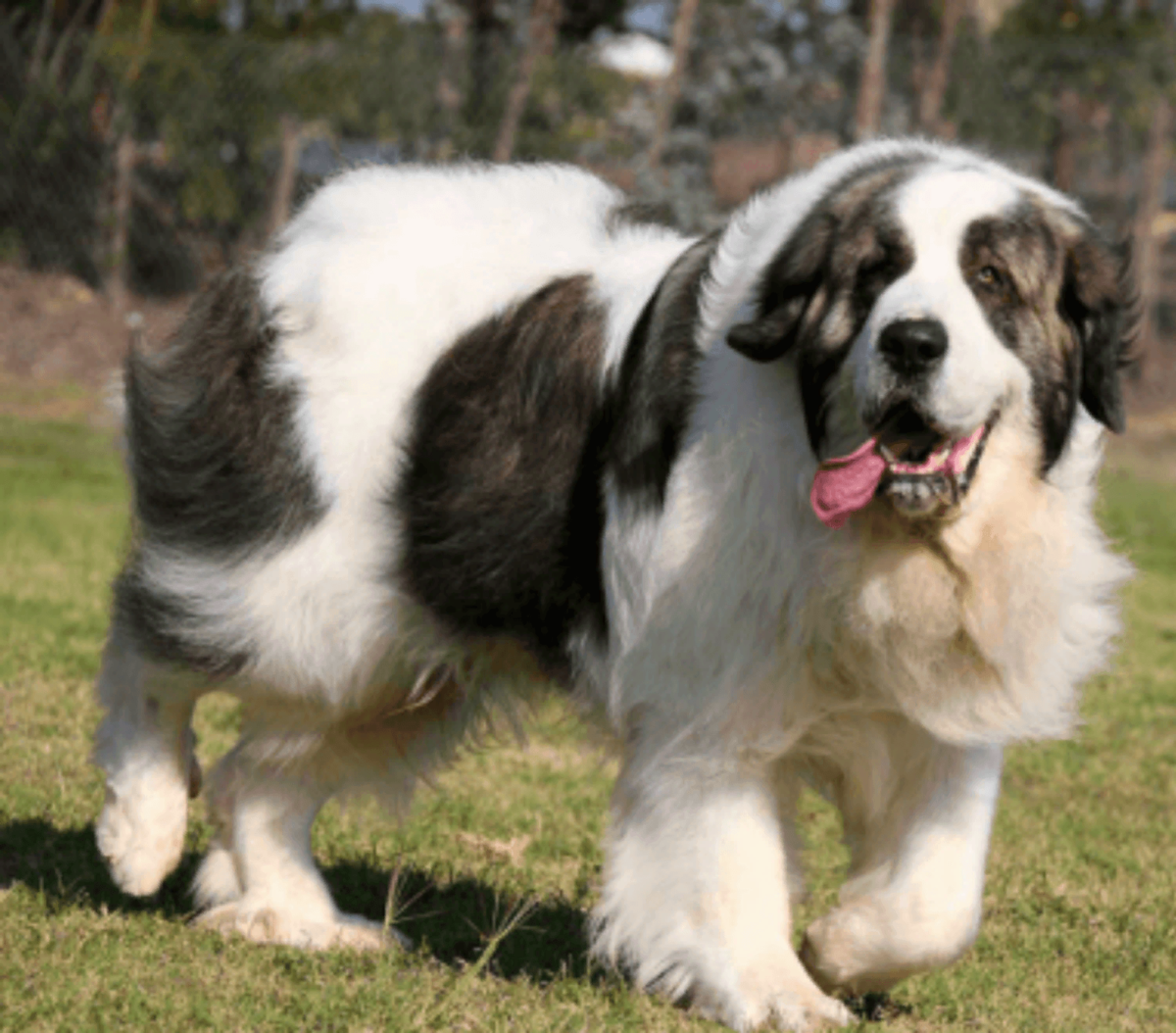 Пиренейский мастиф: описание породы и характер собаки