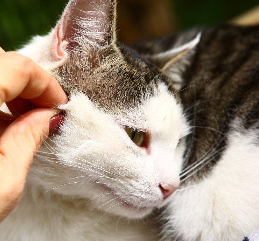 Подкожный клещ у кошек: симптомы и лечение демодекоза