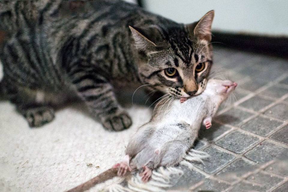 ᐉ кот крысолов порода описание - zoomanji.ru