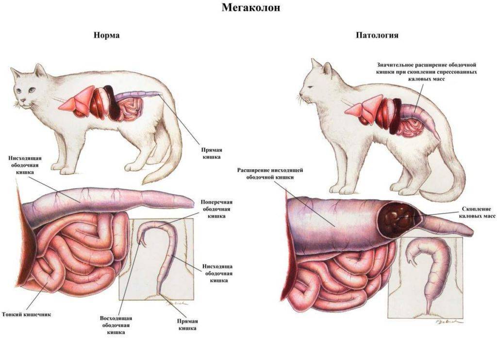 Операция по непроходимости кишечника у кошек