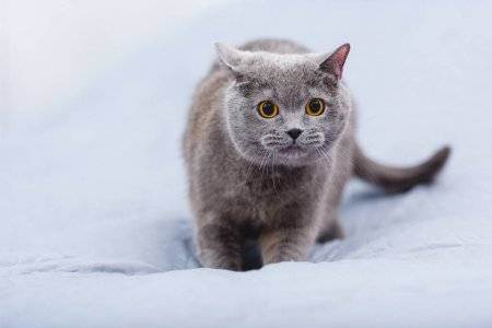 Выбираем кота-британца: что следует знать о породе