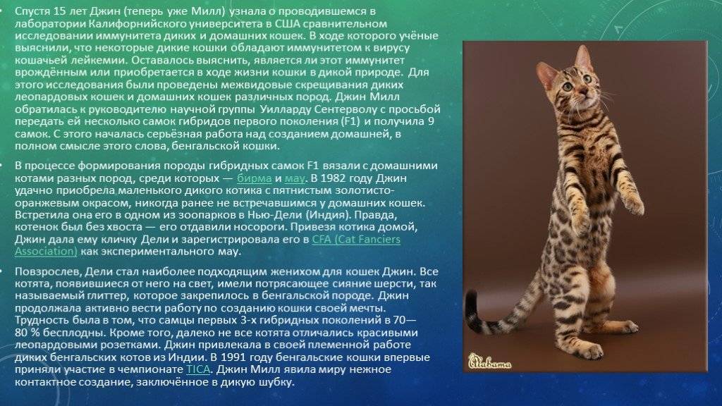 Египетская мау. история породы кошек: ее черты и особенности ухода