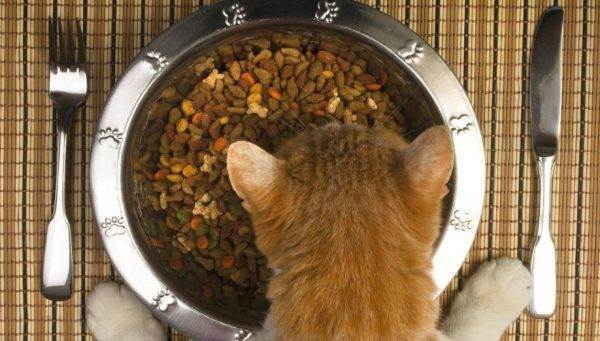 Перевод кошки из натуралки на корм - возможно ли??? - запись пользователя александра (lexi2005) в сообществе домашние животные в категории помогите советом - babyblog.ru