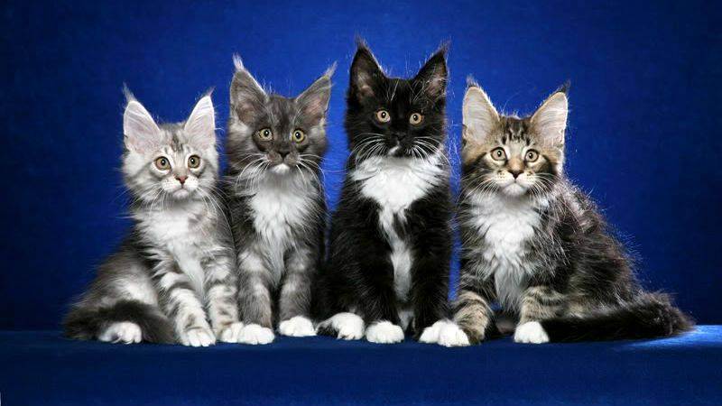 Как правильно выбрать котенка русской голубой кошки