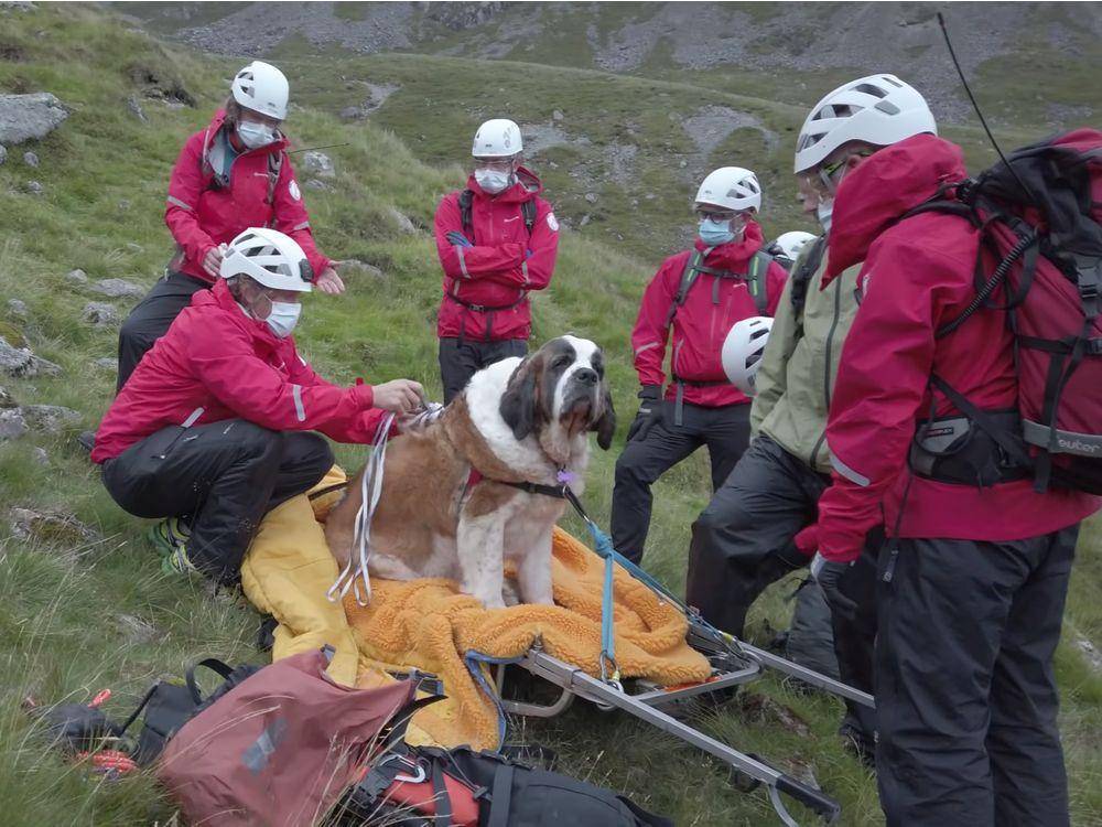 Обзор лучших собак спасателей, работающих в воде и горах: список пород
