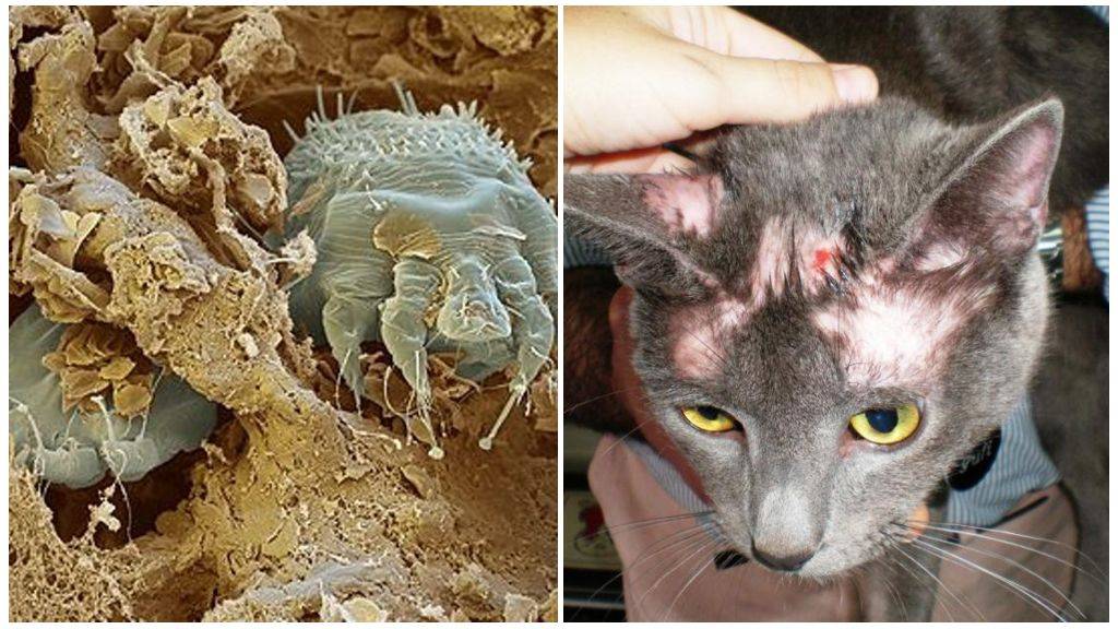 Демодекоз у кошек: симптомы и лечение. что такое демодекоз у кошки и как его лечить