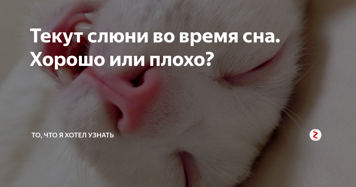 Почему у собаки текут слюни