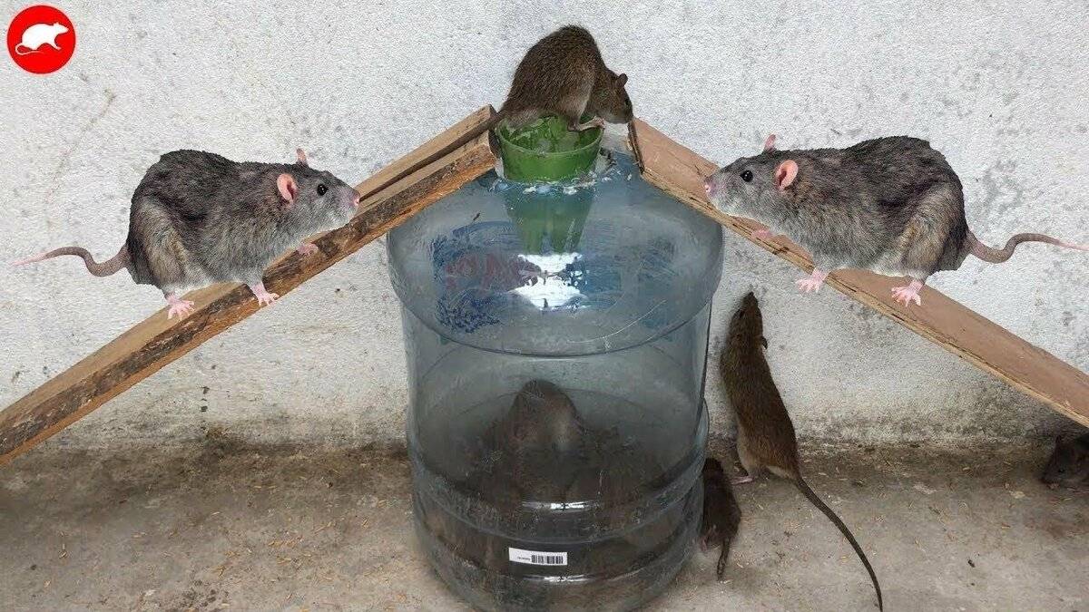 Способы ловли крысы в домашних условиях