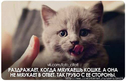 Как понять, что говорит кот