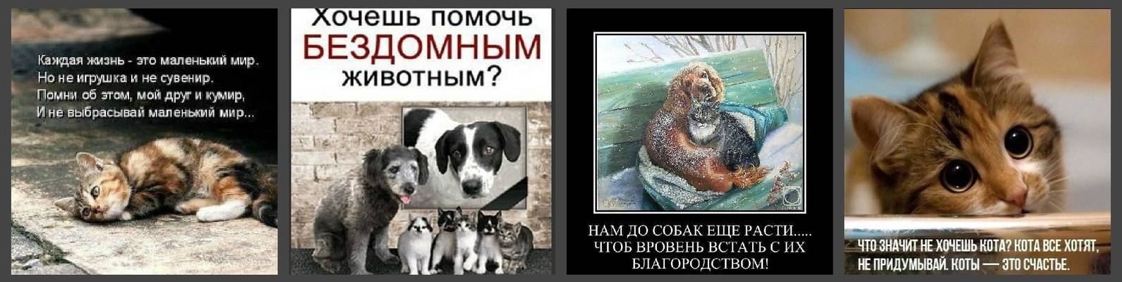 Кошка и собака в доме