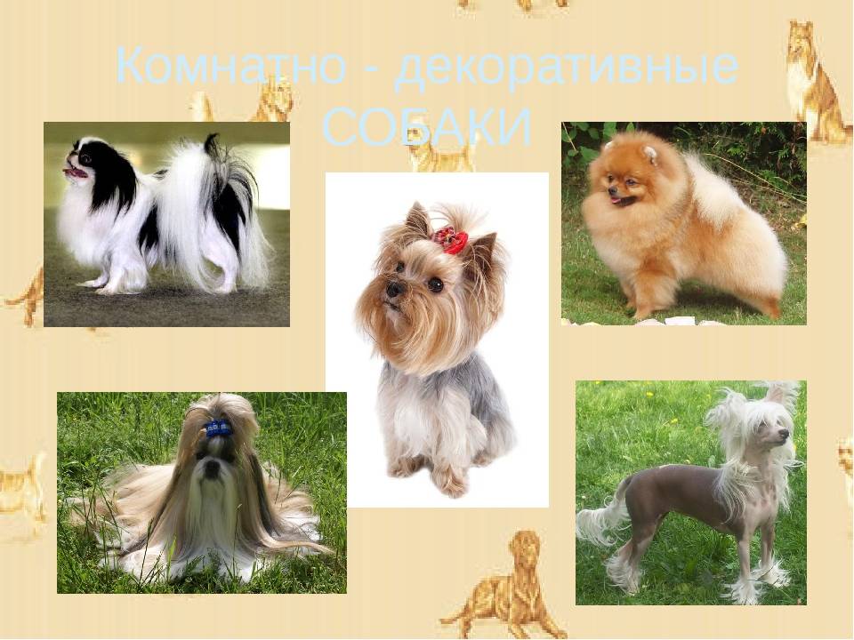 Породы собак маленьких размеров с фото, названиями и особенностями характера - женская жизньженская жизнь