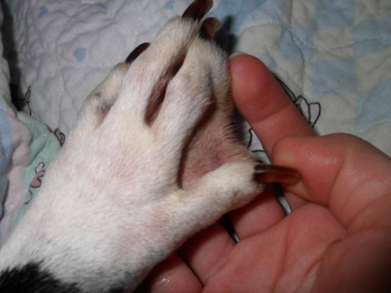 Пододерматит у собак: причины, методы лечения и профилактики
